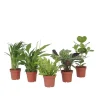 Kamerplanten-Plant in a Box Luchtzuiverende kamerplanten - Set van 5 - Hoogte 25-40cm - ⌀12cm