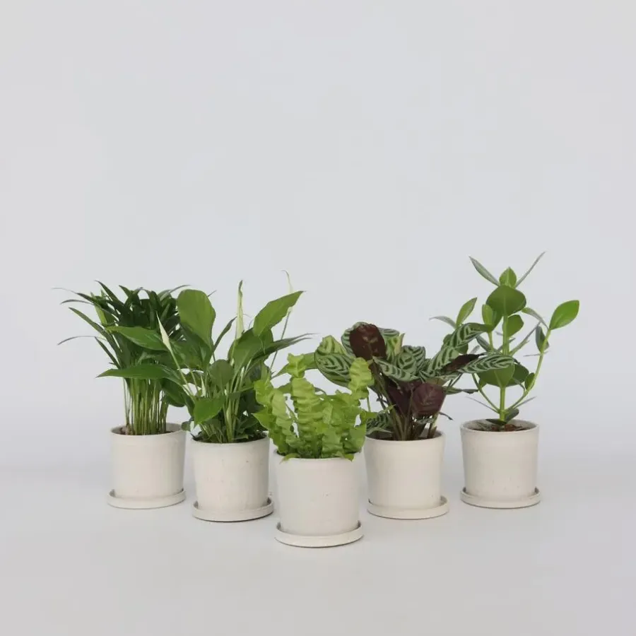 Kamerplanten-Plant in a Box Luchtzuiverende kamerplanten - Set van 5 - Hoogte 25-40cm - ⌀12cm