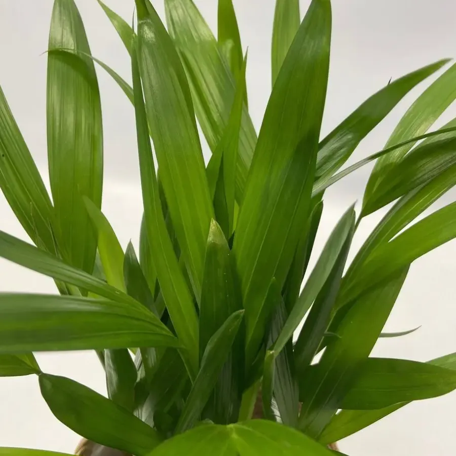 Kamerplanten-Plant in a Box Luchtzuiverende kamerplanten - Set van 5 - Hoogte 25-40cm - ⌀12cm