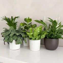Kamerplanten-Plant in a Box Luchtzuiverende kamerplanten - Set van 5 - Hoogte 25-40cm - ⌀12cm