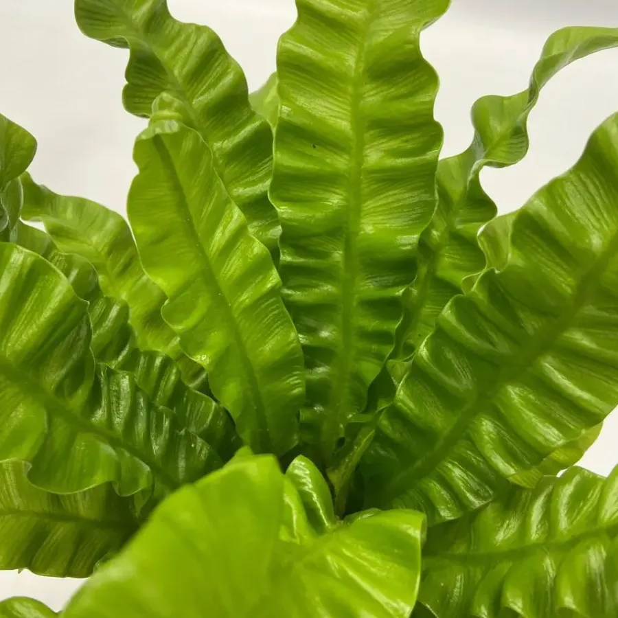 Kamerplanten-Plant in a Box Luchtzuiverende kamerplanten - Set van 5 - Hoogte 25-40cm - ⌀12cm