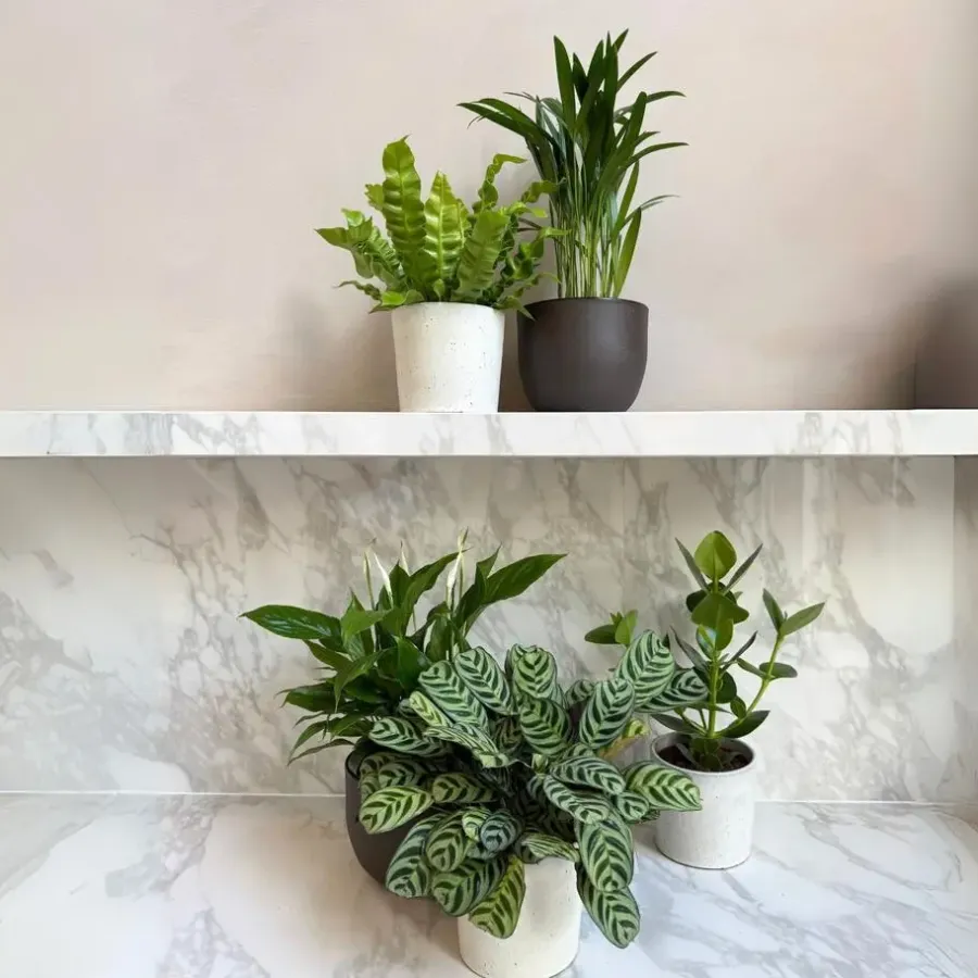 Kamerplanten-Plant in a Box Luchtzuiverende kamerplanten - Set van 5 - Hoogte 25-40cm - ⌀12cm