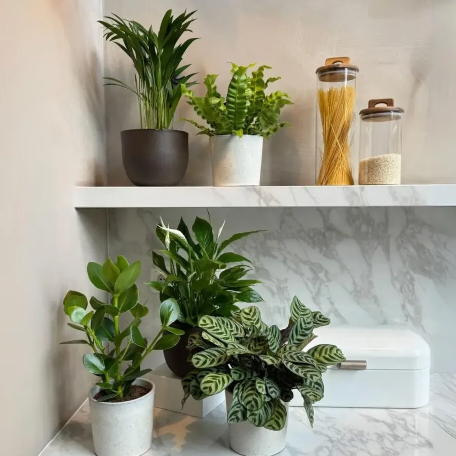 Kamerplanten-Plant in a Box Luchtzuiverende kamerplanten - Set van 5 - Hoogte 25-40cm - ⌀12cm
