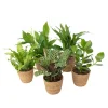 Kamerplanten-Plant in a Box Luchtzuiverende kamerplanten - Set van 5 - Met mand - Hoogte 25-40cm - ⌀12cm