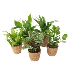 Kamerplanten-Plant in a Box Luchtzuiverende kamerplanten - Set van 5 - Met mand - Hoogte 25-40cm - ⌀12cm