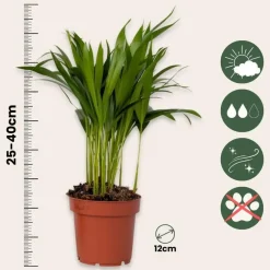 Kamerplanten-Plant in a Box Luchtzuiverende kamerplanten - Set van 5 - Met mand - Hoogte 25-40cm - ⌀12cm