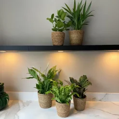 Kamerplanten-Plant in a Box Luchtzuiverende kamerplanten - Set van 5 - Met mand - Hoogte 25-40cm - ⌀12cm