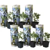 Planten|Tuinplanten-Plant in a Box Mannentrouw - Set van 6 - Plumbago auriculata - Hoogte 25-40cm - ⌀9cm