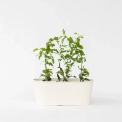 Planten|Tuinplanten-Plant in a Box Mannentrouw - Set van 6 - Plumbago auriculata - Hoogte 25-40cm - ⌀9cm