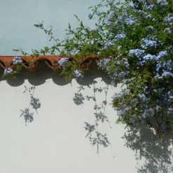 Planten|Tuinplanten-Plant in a Box Mannentrouw - Set van 6 - Plumbago auriculata - Hoogte 25-40cm - ⌀9cm