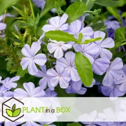 Planten|Tuinplanten-Plant in a Box Mannentrouw - Set van 3 - Plumbago auriculata - Hoogte 25-40cm - ⌀9cm