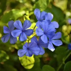 Planten|Tuinplanten-Plant in a Box Mannentrouw - Set van 3 - Plumbago auriculata - Hoogte 25-40cm - ⌀9cm