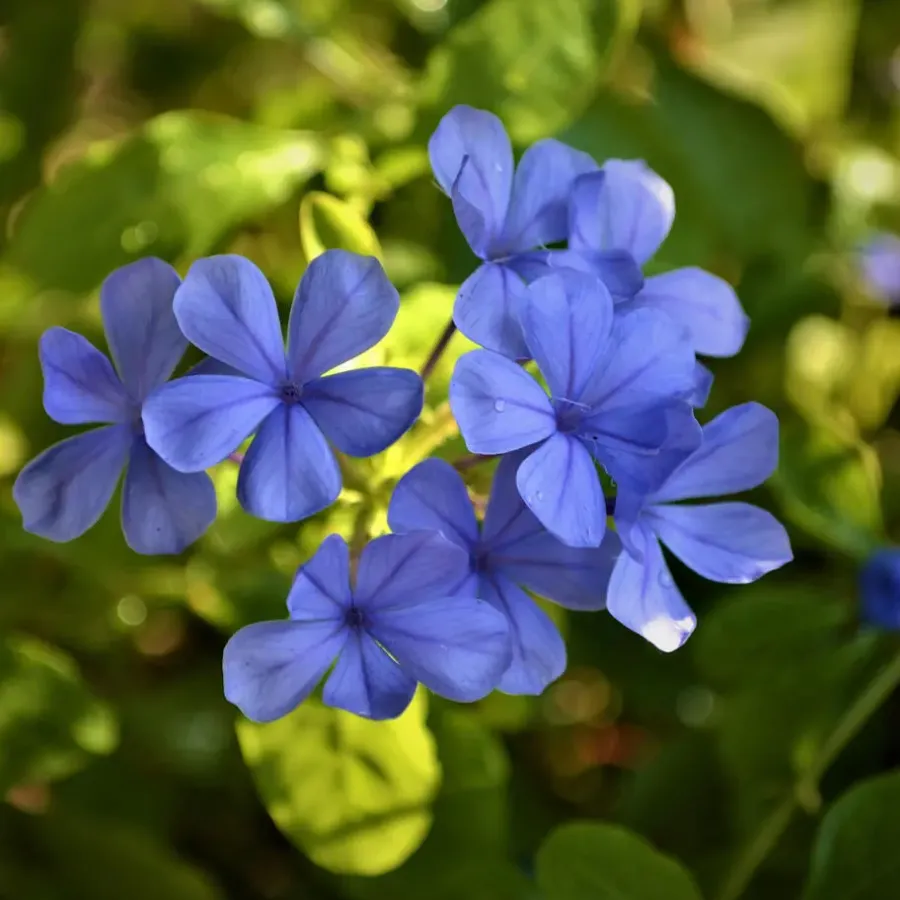 Planten|Tuinplanten-Plant in a Box Mannentrouw - Set van 3 - Plumbago auriculata - Hoogte 25-40cm - ⌀9cm