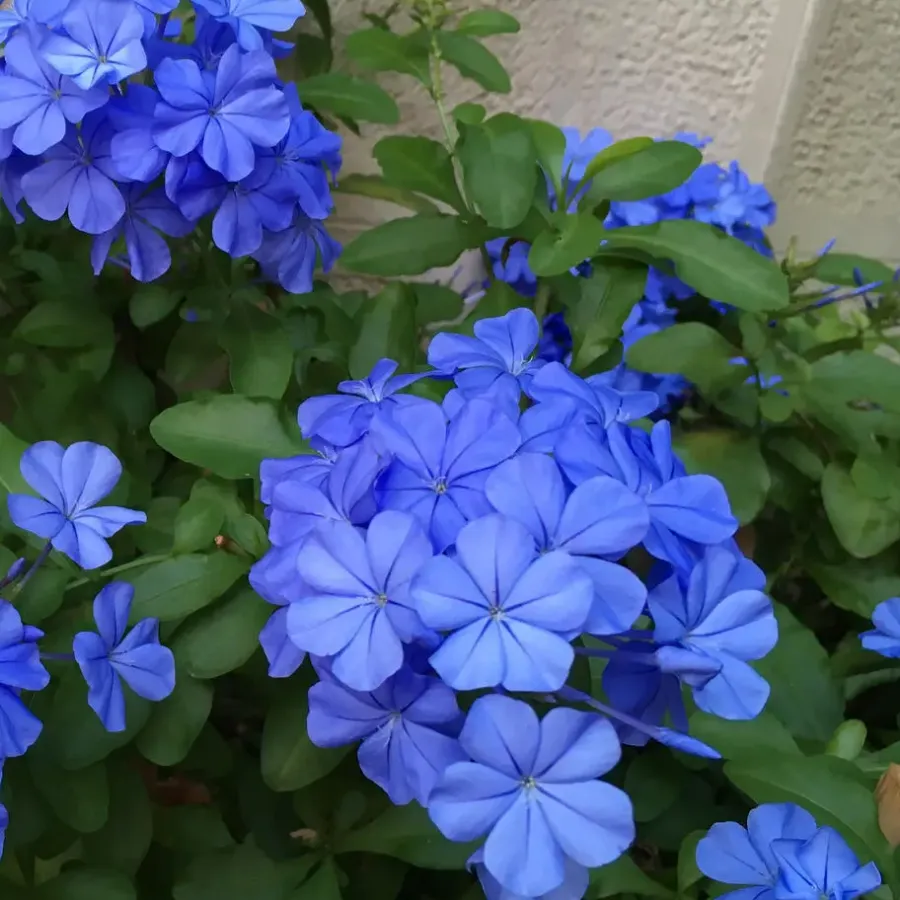 Planten|Tuinplanten-Plant in a Box Mannentrouw - Set van 3 - Plumbago auriculata - Hoogte 25-40cm - ⌀9cm