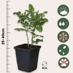 Planten|Tuinplanten-Plant in a Box Mannentrouw - Set van 3 - Plumbago auriculata - Hoogte 25-40cm - ⌀9cm