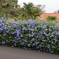Planten|Tuinplanten-Plant in a Box Mannentrouw - Set van 3 - Plumbago auriculata - Hoogte 25-40cm - ⌀9cm
