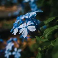 Planten|Tuinplanten-Plant in a Box Mannentrouw - Set van 3 - Plumbago auriculata - Hoogte 25-40cm - ⌀9cm