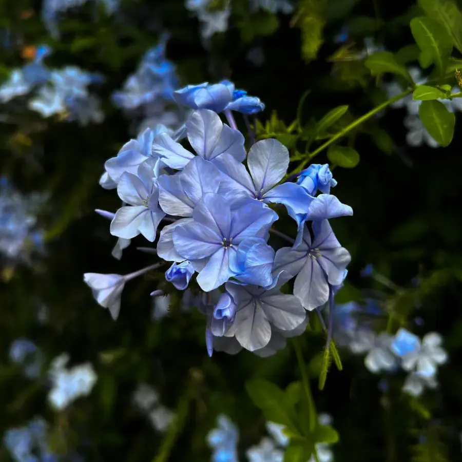 Planten|Tuinplanten-Plant in a Box Mannentrouw - Set van 3 - Plumbago auriculata - Hoogte 25-40cm - ⌀9cm