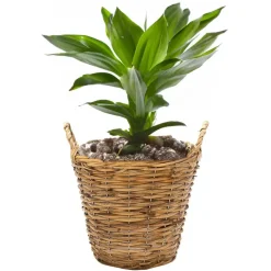 Mega Collections Plantenmand Cuba - rotan - lichtbruin - D19 x H16 cm