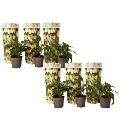 Plant in a Box Meloenpeer - Set van 6 - Solanum Muricatum 'Pepino gold' - Hoogte 25-40cm - ⌀9cm