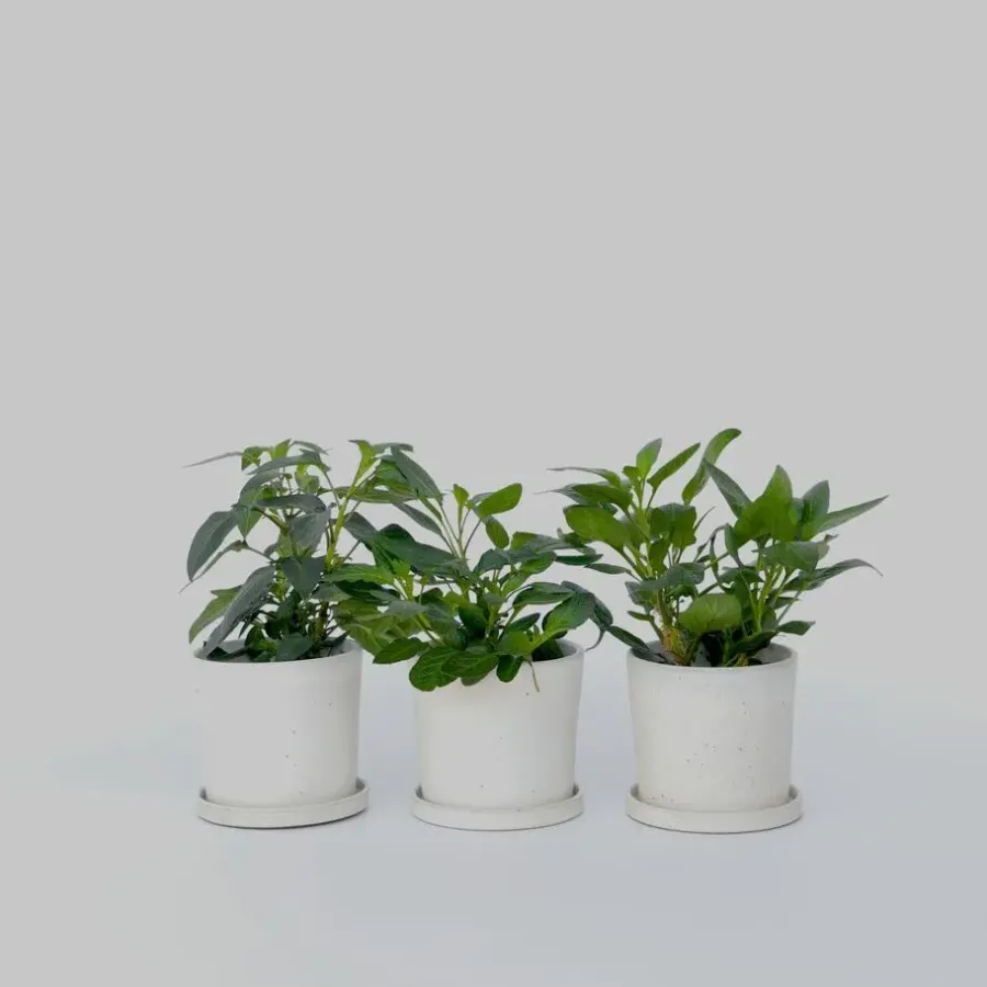 Plant in a Box Meloenpeer - Set van 6 - Solanum Muricatum 'Pepino gold' - Hoogte 25-40cm - ⌀9cm