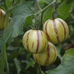 Plant in a Box Meloenpeer - Set van 6 - Solanum Muricatum 'Pepino gold' - Hoogte 25-40cm - ⌀9cm