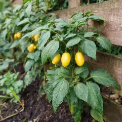 Plant in a Box Meloenpeer - Set van 6 - Solanum Muricatum 'Pepino gold' - Hoogte 25-40cm - ⌀9cm