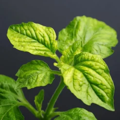 Plant in a Box Meloenpeer - Set van 6 - Solanum Muricatum 'Pepino gold' - Hoogte 25-40cm - ⌀9cm