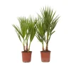 Plant in a Box Mexicaanse waaierpalm - Set van 2 - Washingtonia - Hoogte 50-60cm - ⌀15cm
