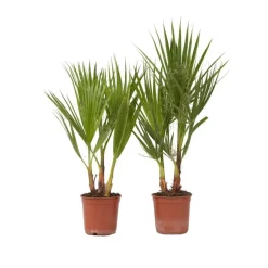 Plant in a Box Mexicaanse waaierpalm - Set van 2 - Washingtonia - Hoogte 50-60cm - ⌀15cm