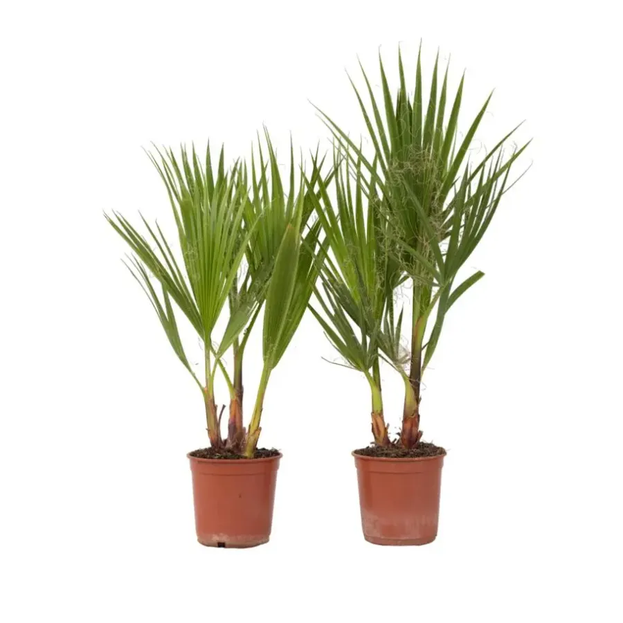 Plant in a Box Mexicaanse waaierpalm - Set van 2 - Washingtonia - Hoogte 50-60cm - ⌀15cm