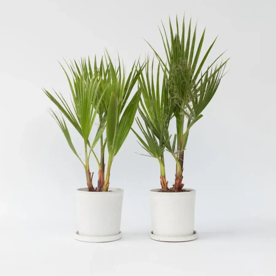 Plant in a Box Mexicaanse waaierpalm - Set van 2 - Washingtonia - Hoogte 50-60cm - ⌀15cm