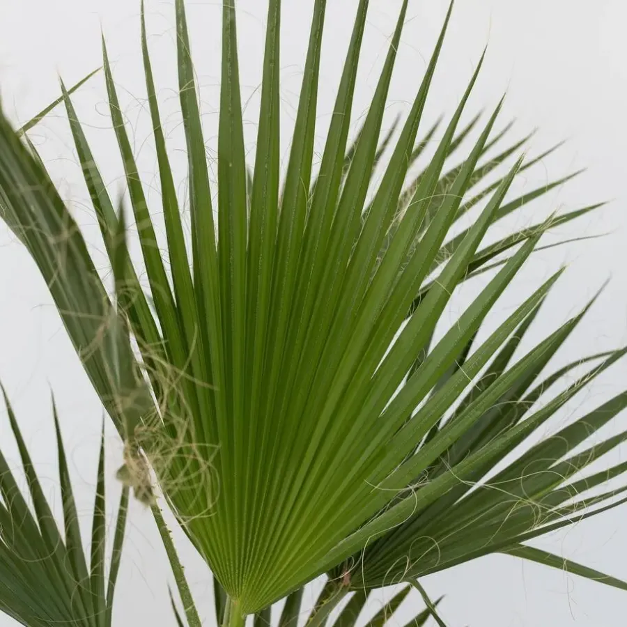 Plant in a Box Mexicaanse waaierpalm - Set van 2 - Washingtonia - Hoogte 50-60cm - ⌀15cm