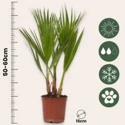 Plant in a Box Mexicaanse waaierpalm - Set van 2 - Washingtonia - Hoogte 50-60cm - ⌀15cm