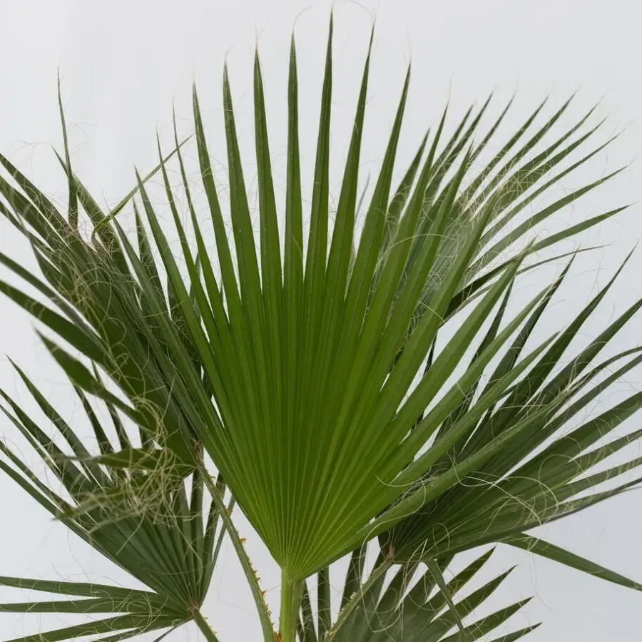 Plant in a Box Mexicaanse waaierpalm - Set van 2 - Washingtonia - Hoogte 50-60cm - ⌀15cm