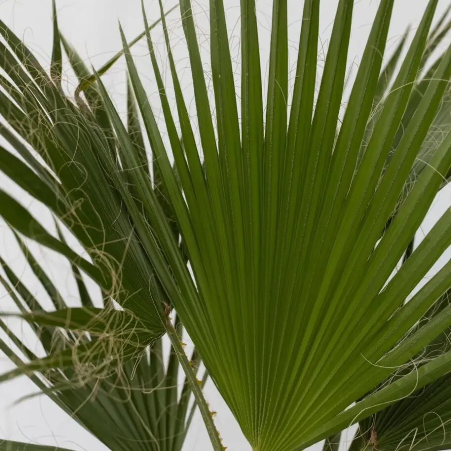 Plant in a Box Mexicaanse waaierpalm - Set van 2 - Washingtonia - Hoogte 50-60cm - ⌀15cm