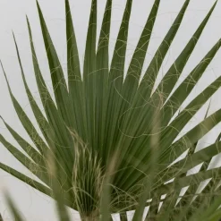 Plant in a Box Mexicaanse waaierpalm - Set van 2 - Washingtonia - Hoogte 50-60cm - ⌀15cm