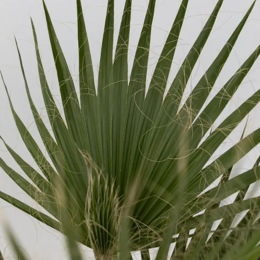 Plant in a Box Mexicaanse waaierpalm - Set van 2 - Washingtonia - Hoogte 50-60cm - ⌀15cm
