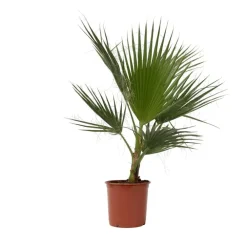 Plant in a Box Mexicaanse waaierpalm - Washingtonia robusta - Hoogte 70-90cm - ⌀21cm