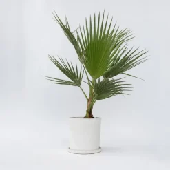 Plant in a Box Mexicaanse waaierpalm - Washingtonia robusta - Hoogte 70-90cm - ⌀21cm