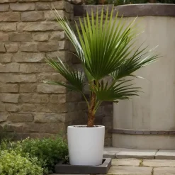 Plant in a Box Mexicaanse waaierpalm - Washingtonia robusta - Hoogte 70-90cm - ⌀21cm