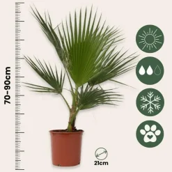 Plant in a Box Mexicaanse waaierpalm - Washingtonia robusta - Hoogte 70-90cm - ⌀21cm
