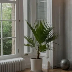 Plant in a Box Mexicaanse waaierpalm - Washingtonia robusta - Hoogte 70-90cm - ⌀21cm