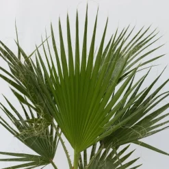 Plant in a Box Mexicaanse waaierpalm - Washingtonia robusta - Hoogte 70-90cm - ⌀21cm