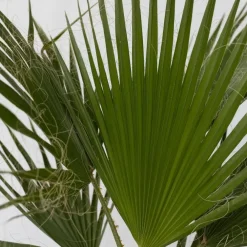 Plant in a Box Mexicaanse waaierpalm - Washingtonia robusta - Hoogte 70-90cm - ⌀21cm
