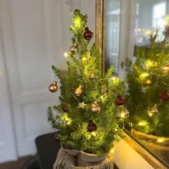 Kerstbomen-Plant in a Box Mini-kerstboom met juten zak - Picea glauca ‘Conica’ - Hoogte 55-65cm - ⌀15cm