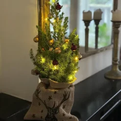 Kerstbomen-Plant in a Box Mini-kerstboom met juten zak - Picea glauca ‘Conica’ - Hoogte 55-65cm - ⌀15cm