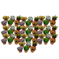 Kamerplanten-Plant in a Box Mini-vetplanten - Set van 60 - Succulentenmix - Hoogte 5-10cm - ⌀5,5cm