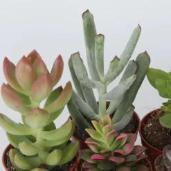 Kamerplanten-Plant in a Box Mini-vetplanten - Set van 60 - Succulentenmix - Hoogte 5-10cm - ⌀5,5cm