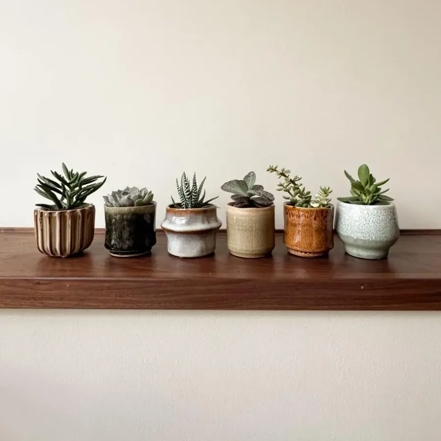 Kamerplanten-Plant in a Box Mini-vetplanten - Set van 6 - Succulent Mix - Hoogte 5-10cm - ⌀5,5cm